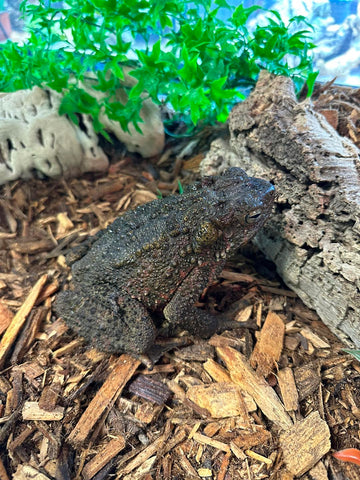 Asian Giant Bumpy Toad - Reptile Pets Direct