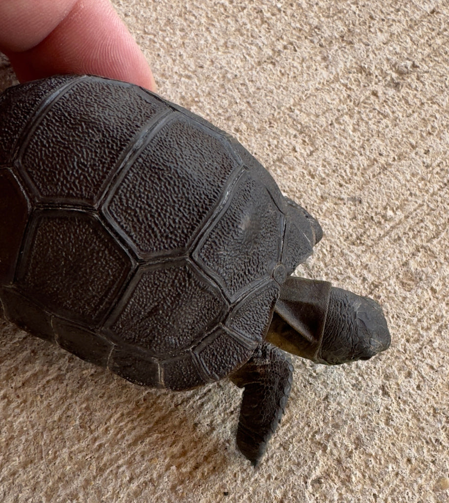 Aldabra giant tortoise 3