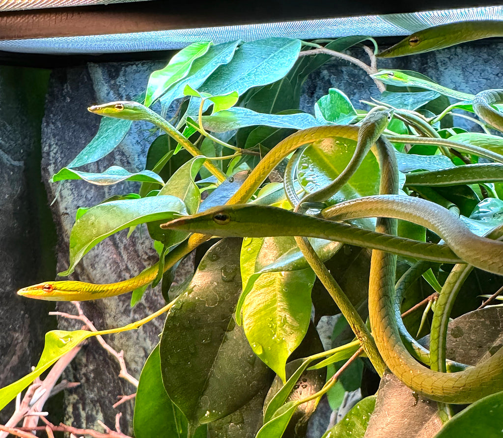 Asian Vine Snake (Ahaetulla prasina) – Reptile Pets Direct