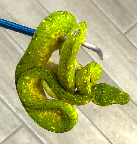 Biak Green Tree Python (BGTP11) - Reptile Pets Direct
