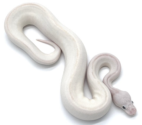 Blue Eye Leucistic Ball Python - Reptile Pets Direct