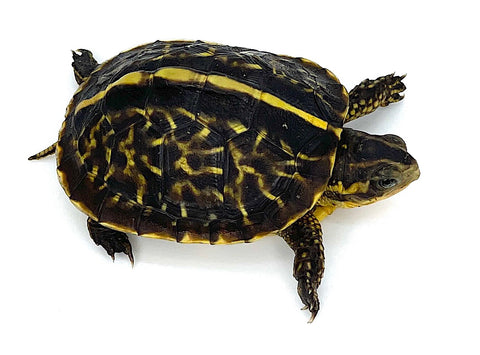 Florida Box Turtle - Reptile Pets Direct