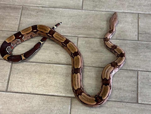 Guyana Red Tail Boa 5' Female (GABF2)