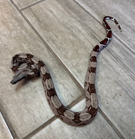 Guyana Red Tailed Boa Baby Male (GBBM21)