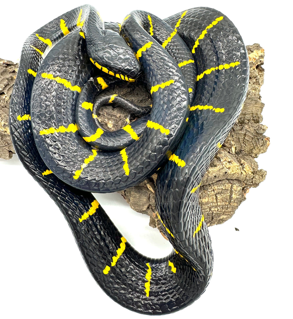 Malaysian Mangrove Snakes (Boiga dendrophila) Reptile Pets Direct Malaysian Mangrove Snakes (Boiga dendrophila) Reptile Pets Direct