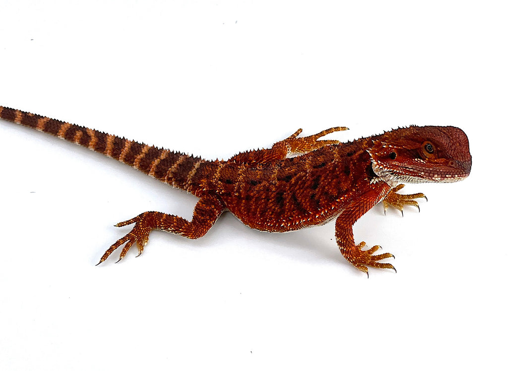 Red Monster Bearded Dragon Reptile Pets Direct