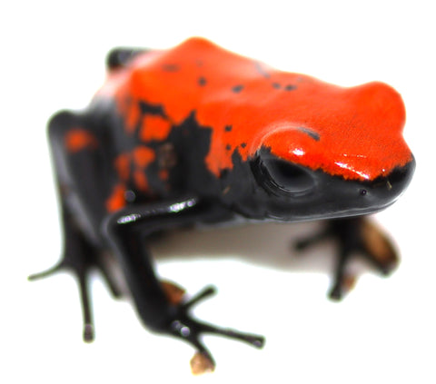 Adelphobates galactonotus 'Red'