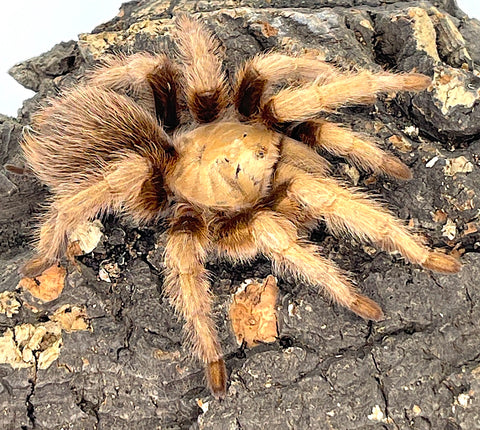 Arizona Blond Tarantula Adults (Aphonopelma chalcodes) - Reptile Pets Direct