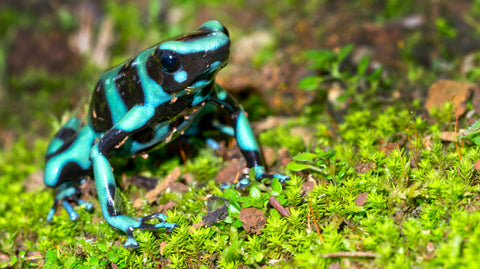 Green And Black Dart Frog (Dendrobates auratus) - Reptile Pets Direct