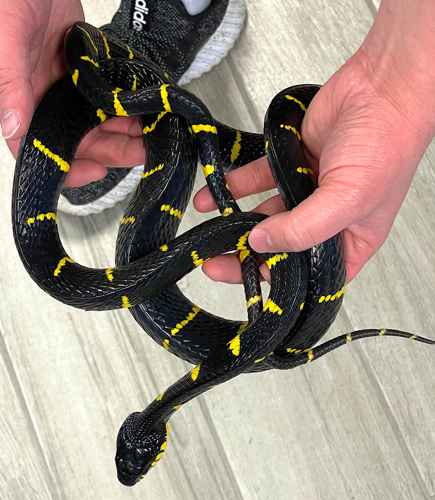 Malaysian Mangrove Snakes (Boiga dendrophila) Reptile Pets Direct Malaysian Mangrove Snakes (Boiga dendrophila) Reptile Pets Direct