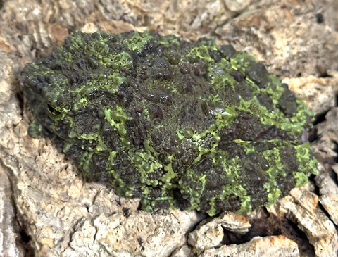Vietnamese Mossy Frog Adults