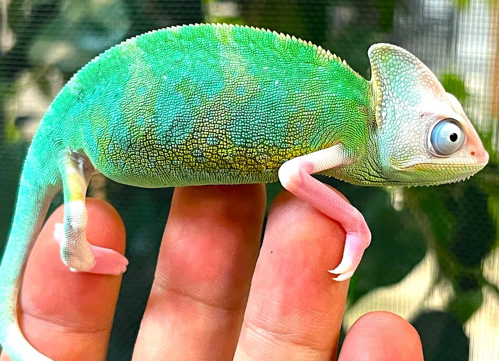Pied Veiled Chameleon – Reptile Pets Direct