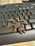 Pink Toe Tarantula - Reptile Pets Direct