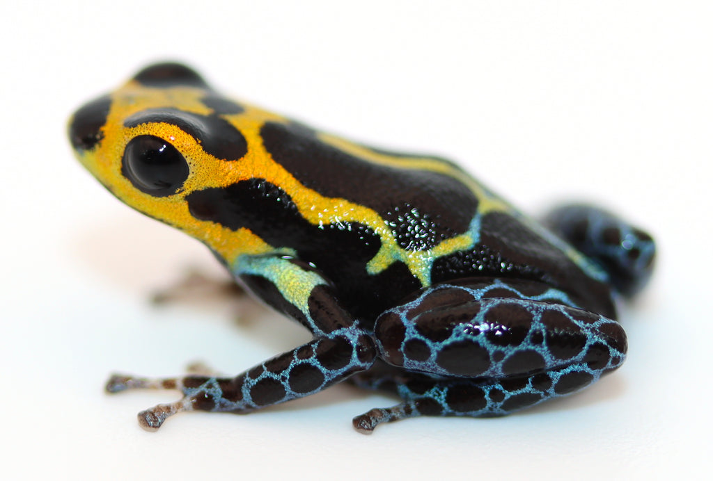 チンタロウ様 Ranitomeya imitator 