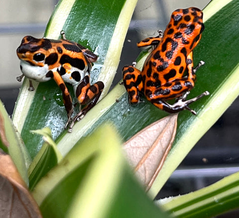 Red Frog Beach Strawberry Dart Frogs (Oophaga pumilio)