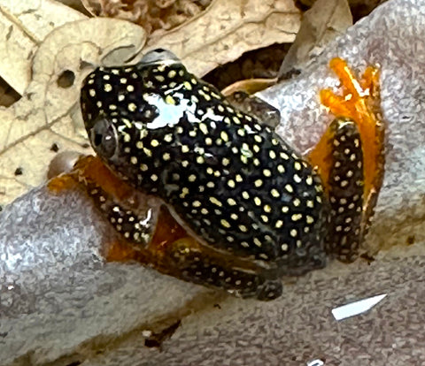 Starry Night Reed Frog (Heterixalus alboguttatus) - Reptile Pets Direct