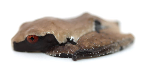 white-backed bug-eyed frog (Theloderma licin)