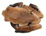 white-backed bug-eyed frog (Theloderma licin)