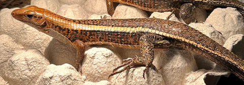 Zonosaurus laticaudatus - Reptile Pets Direct