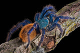 C.B Green Bottle Blue Tarantula - Reptile Pets Direct