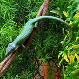 Mexican Green Alligator Lizard - Reptile Pets Direct
