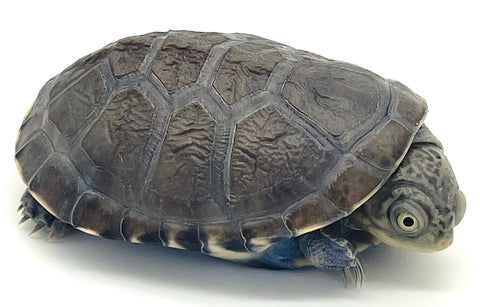 African Side Neck Turtle - Reptile Pets Direct