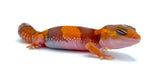 Apricot Albino African Fat Tail Gecko - Reptile Pets Direct