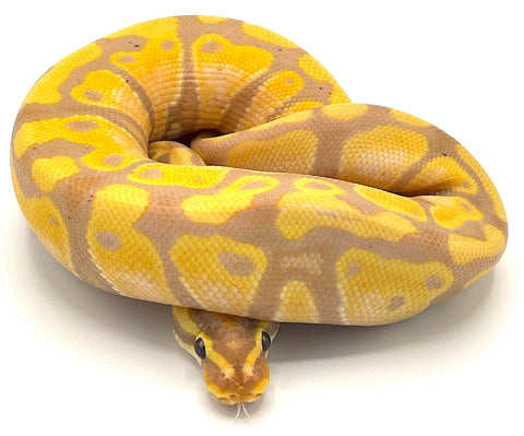 Banana Ball Python - Reptile Pets Direct