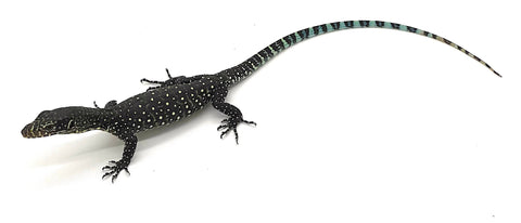 Blue Tail Monitor - Reptile Pets Direct