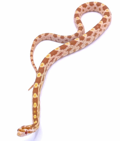 Butter Corn Snake - Reptile Pets Direct