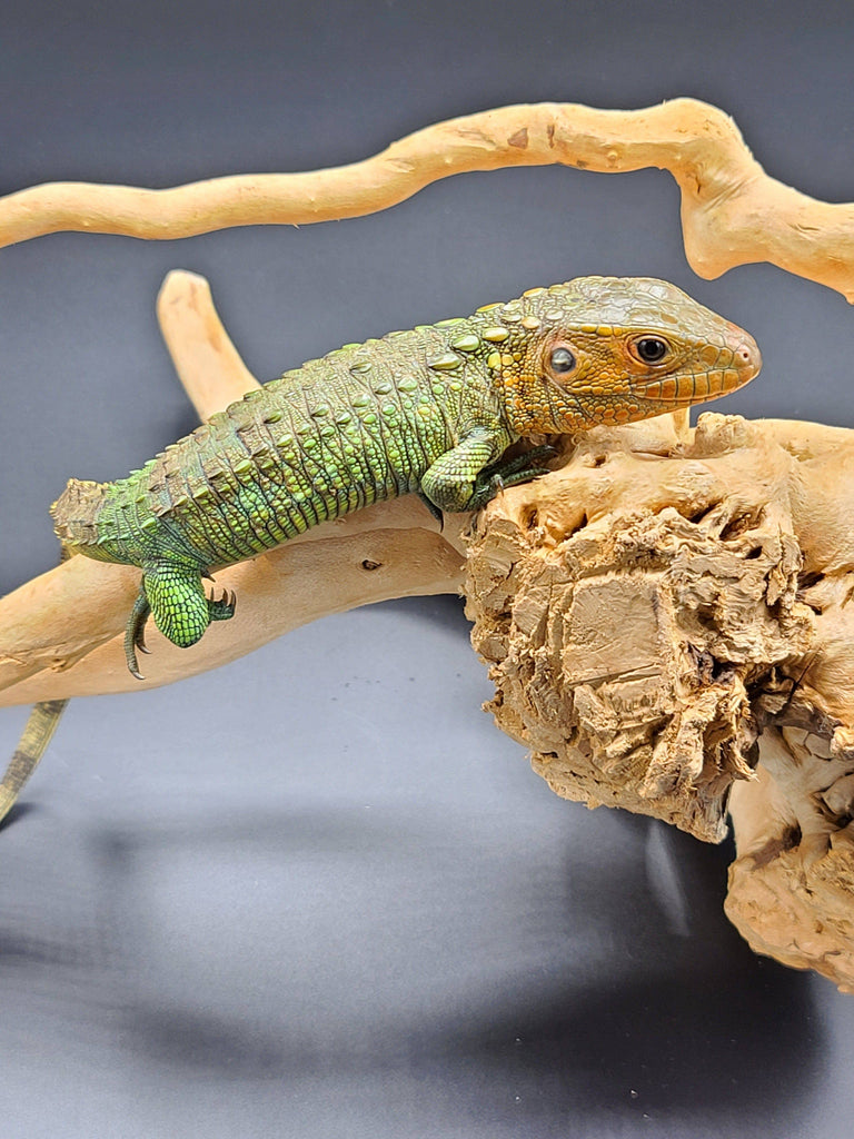caiman lizard dracaena guianensis Caiman Lizard (Dracaena guianensis) – Reptile Pets Direct