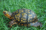 C.B. Baby Eastern Box Turtle - Reptile Pets Direct