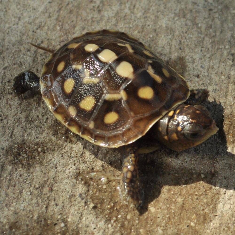 Baby Eastern Box Turtle – Reptile Pets Direct