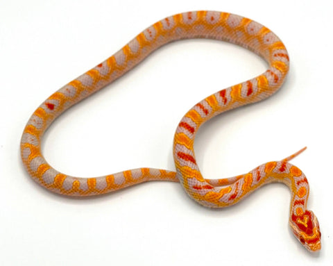 Extreme Reverse Albino Okeetee Corn Snake - Reptile Pets Direct