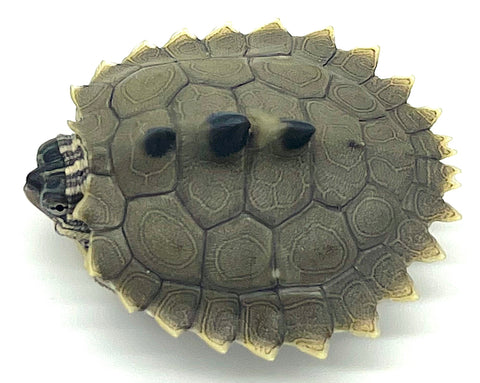 Northern Black Knobbed Turtle (Graptemys nigrinoda) - Reptile Pets Direct