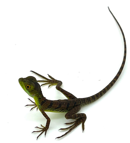Green Basilisk Baby - Reptile Pets Direct
