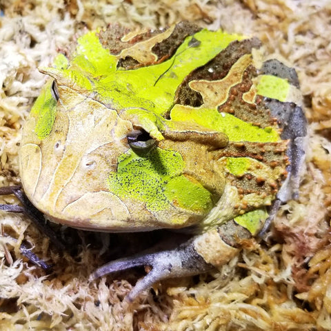 Suriname Horned Frog - Reptile Pets Direct