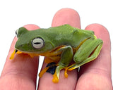 Flying Frog (Rhacophorus reinwardtii) - Reptile Pets Direct