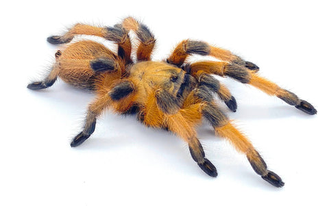 Rio Grand Gold Tarantula Adult 3-4" (Aphonopelma moderatum) - Reptile Pets Direct