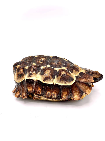 Homes Hingeback Tortoise - Reptile Pets Direct