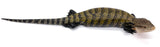 Blue Tongue Skink Baby - Reptile Pets Direct