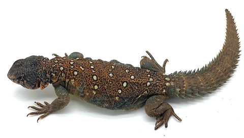 Ocellated Uromastyx - Reptile Pets Direct