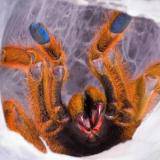 C.B. Orange Baboon Tarantula - Reptile Pets Direct
