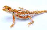 Paradox Bearded Dragon - Reptile Pets Direct