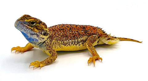 Shield-Tailed Agama (Xenagama taylori) - Reptile Pets Direct