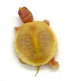 Snow Red Ear Slider - Reptile Pets Direct