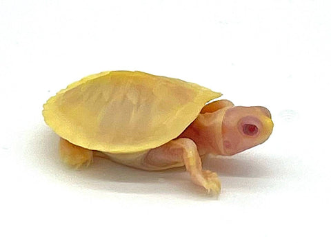 Snow Red Ear Slider - Reptile Pets Direct