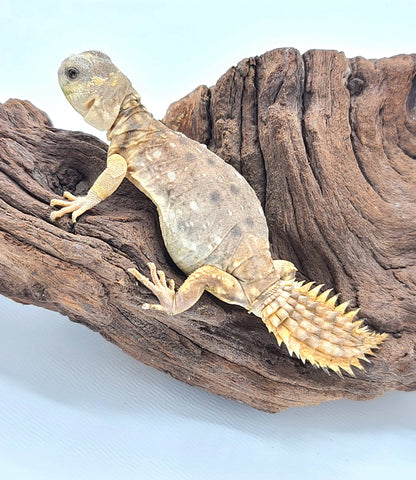 Uromastyx princeps 2021 CBB Babies - Reptile Pets Direct