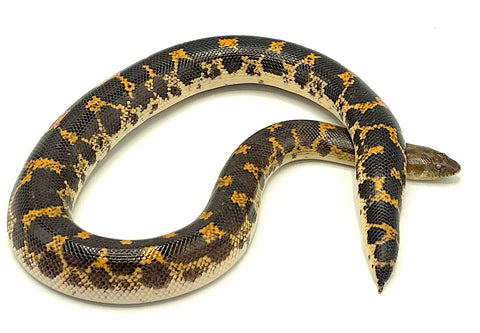 West African Sand Boa - Reptile Pets Direct