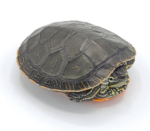 Baby Western Painted Turtle - Reptile Pets Direct